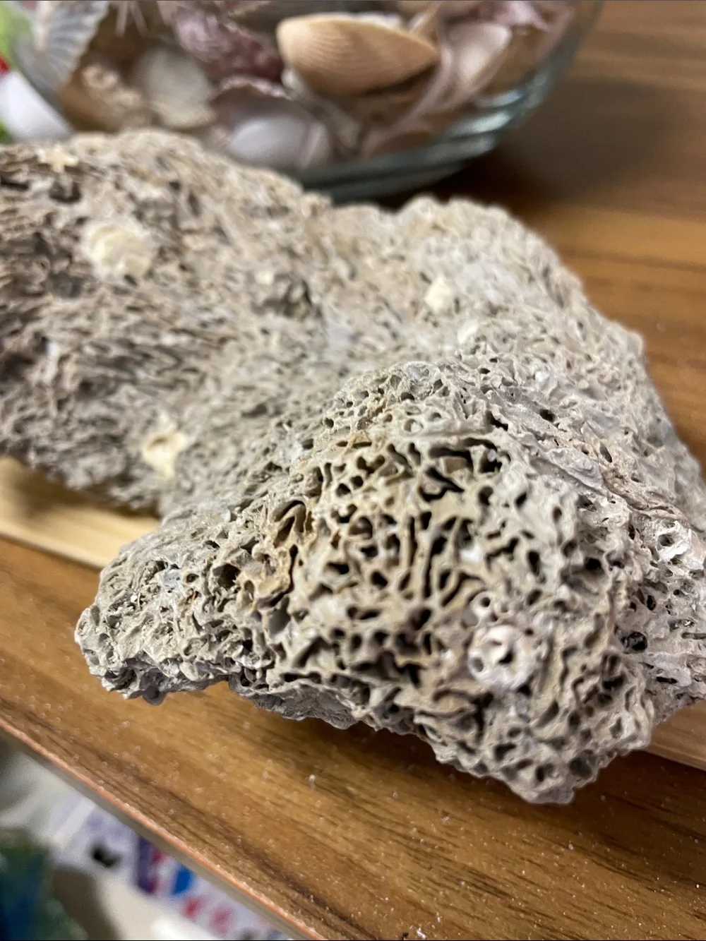 Fossil found on the beach, resembling brain fossil.